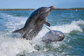 Learn Everything There Is To Know About Dolphins!